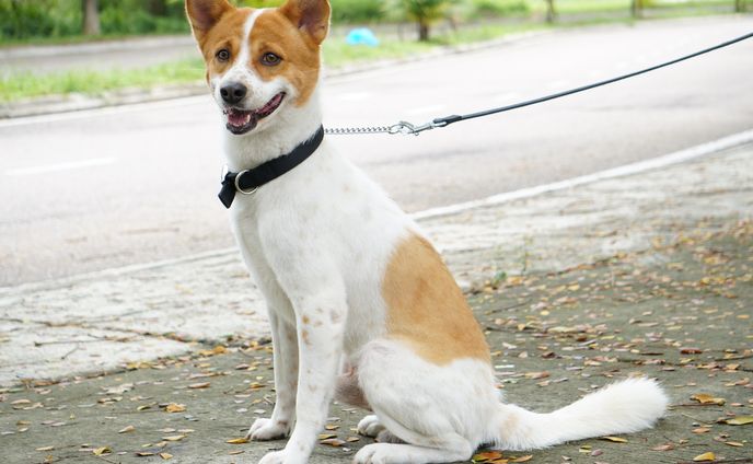 Pet Photography / Dog