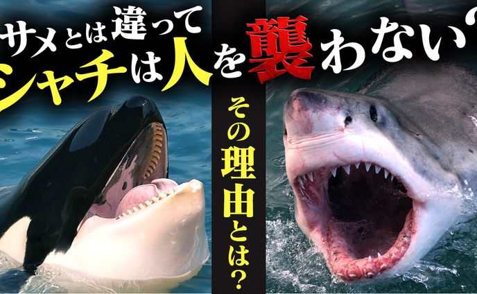 ご依頼サムネイル