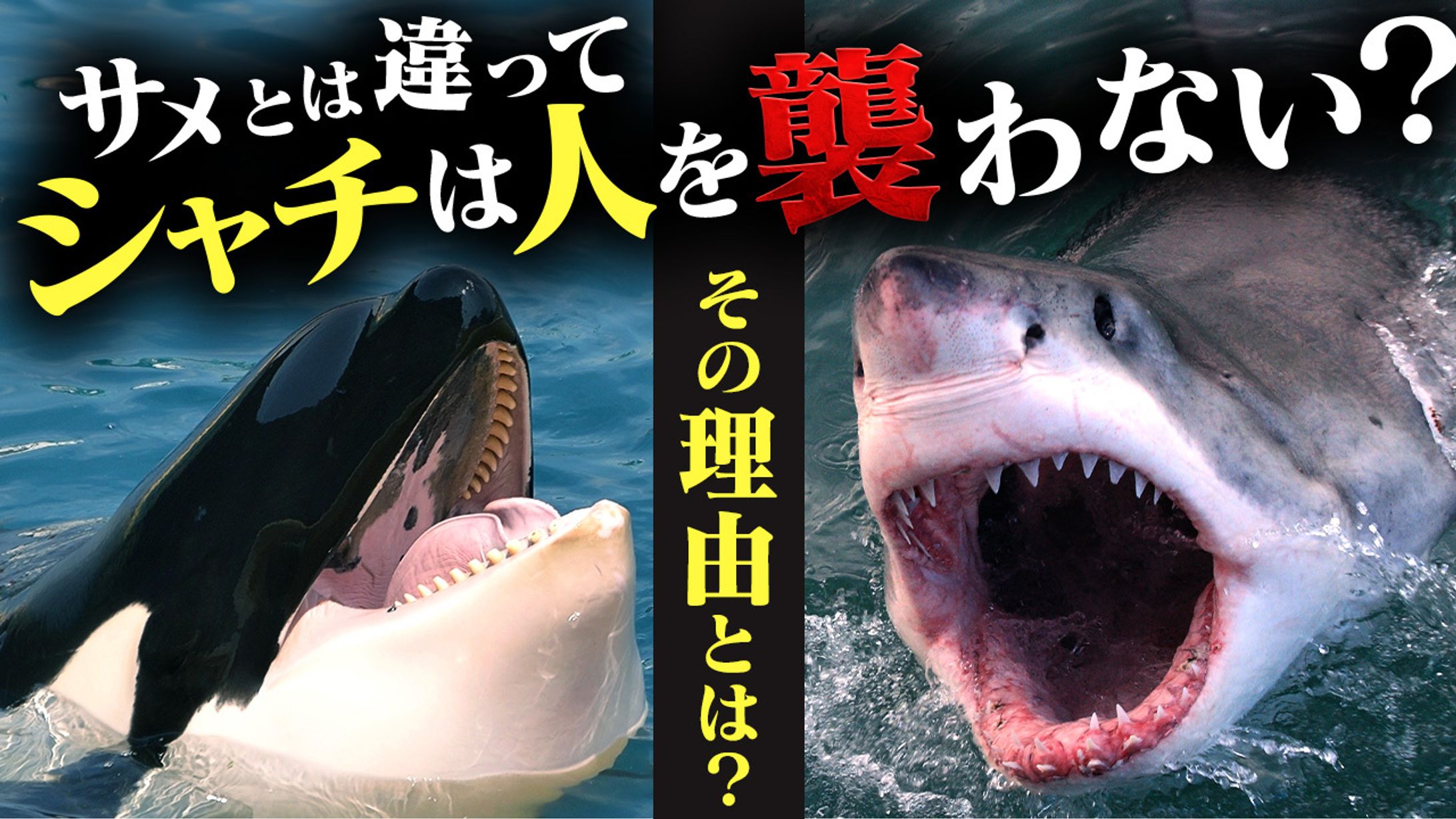 ご依頼サムネイル-1