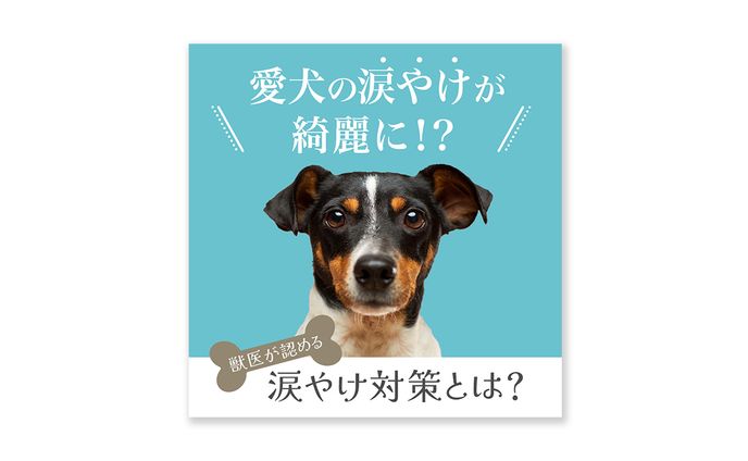 【FB広告バナー】子犬の涙やけ｜株式会社アニマルライフ研究所様