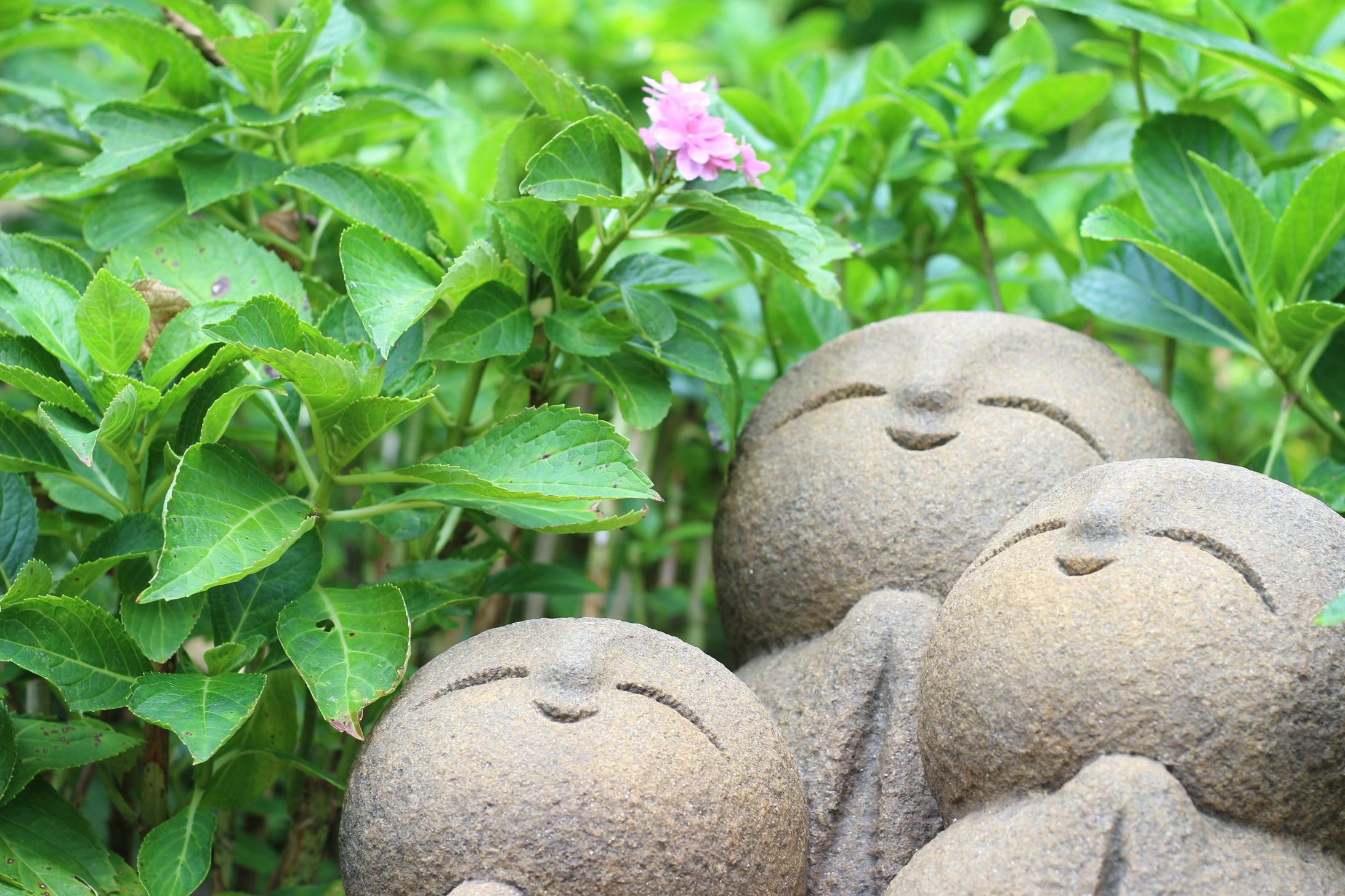 紫陽花-1