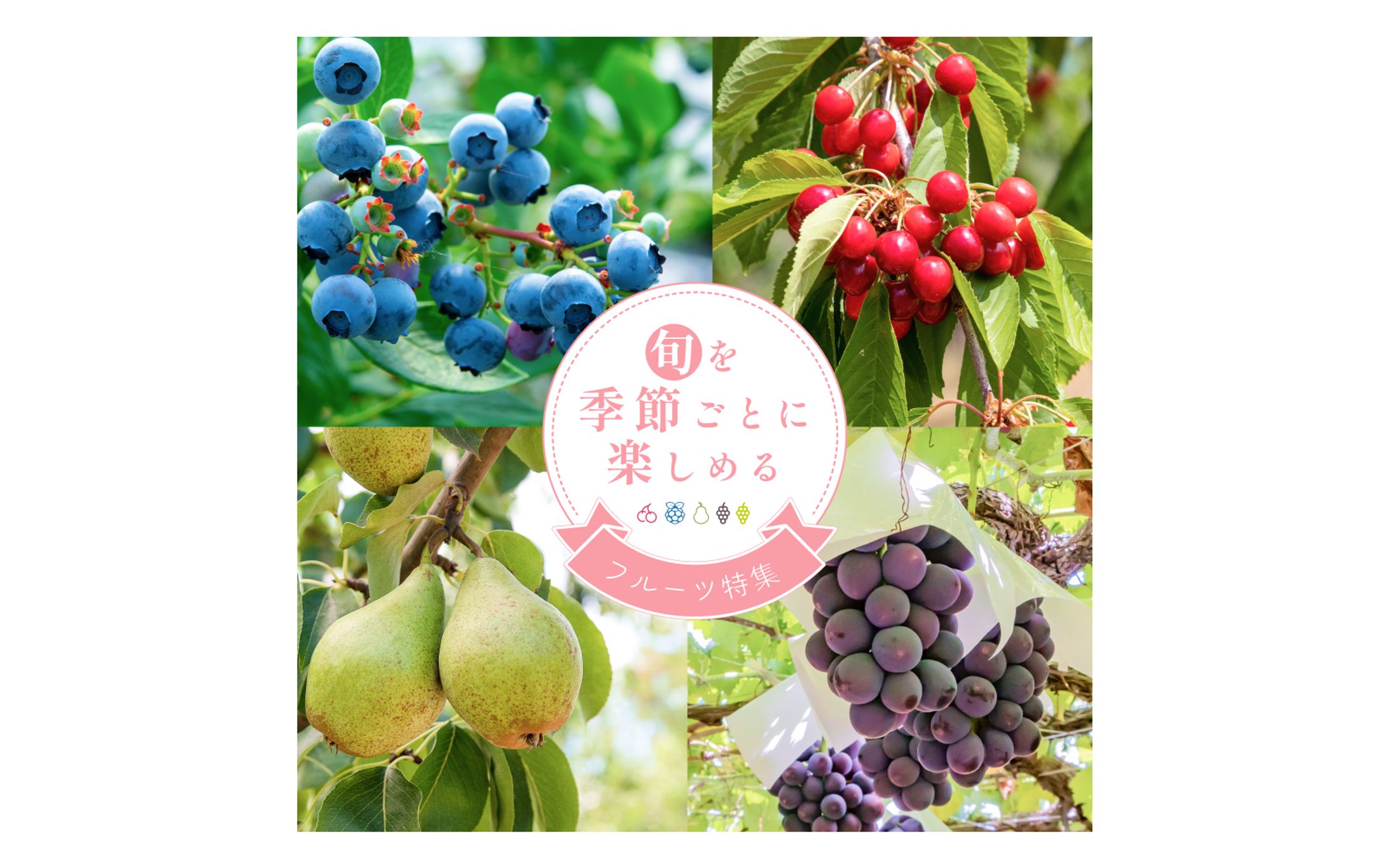 【バナー】フルーツ特集-1