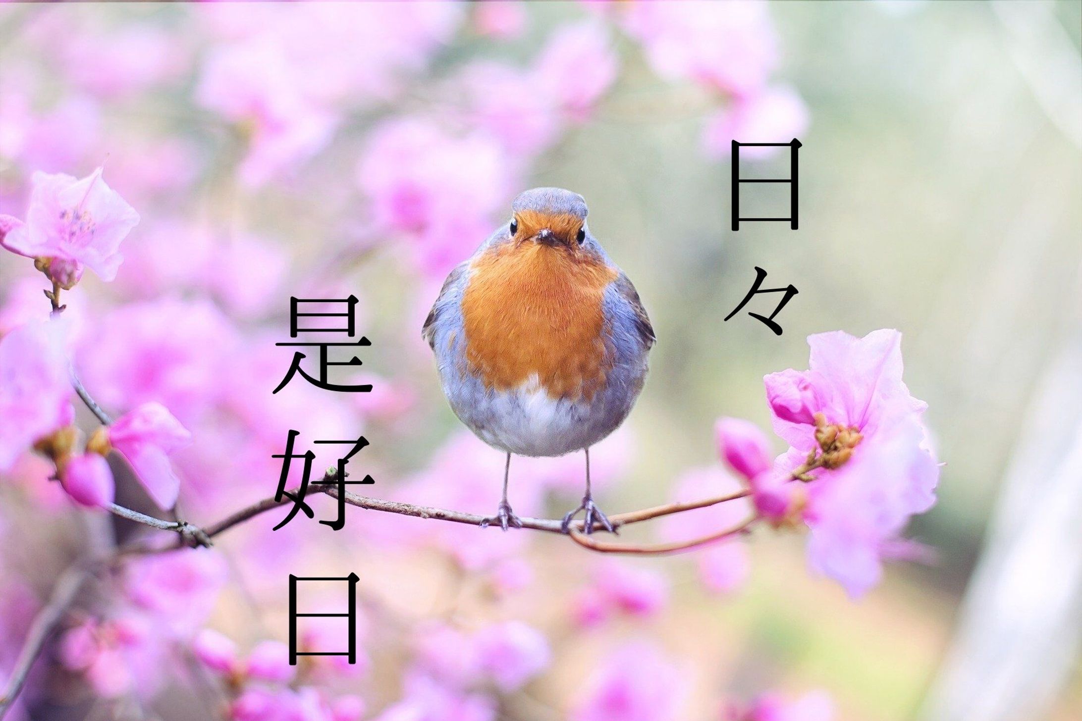 題名【日々是好日】-1