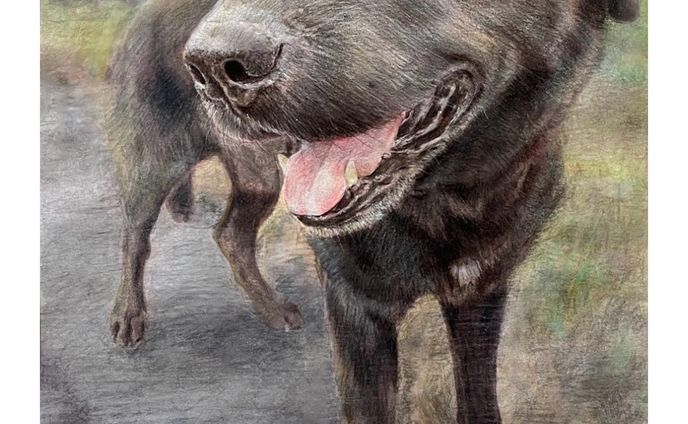 描かさせていただきました！

A4: 297mm×210mm
画用紙
色鉛筆

#犬好きな人と繋がりたい #犬 #dog
#animalillustration  #動物画 #色鉛筆 #colorpencil #colorpencilartist #animalartist #animaldrawing #realist #illustration #illustrator  #draw #drawing  #artwork  #works