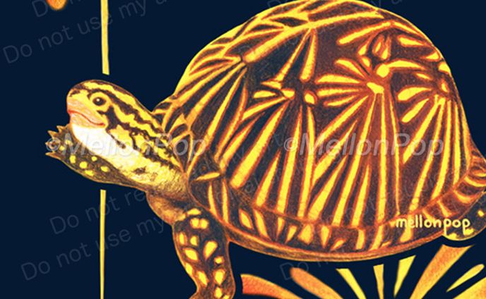 花火とフロリダハコガメ