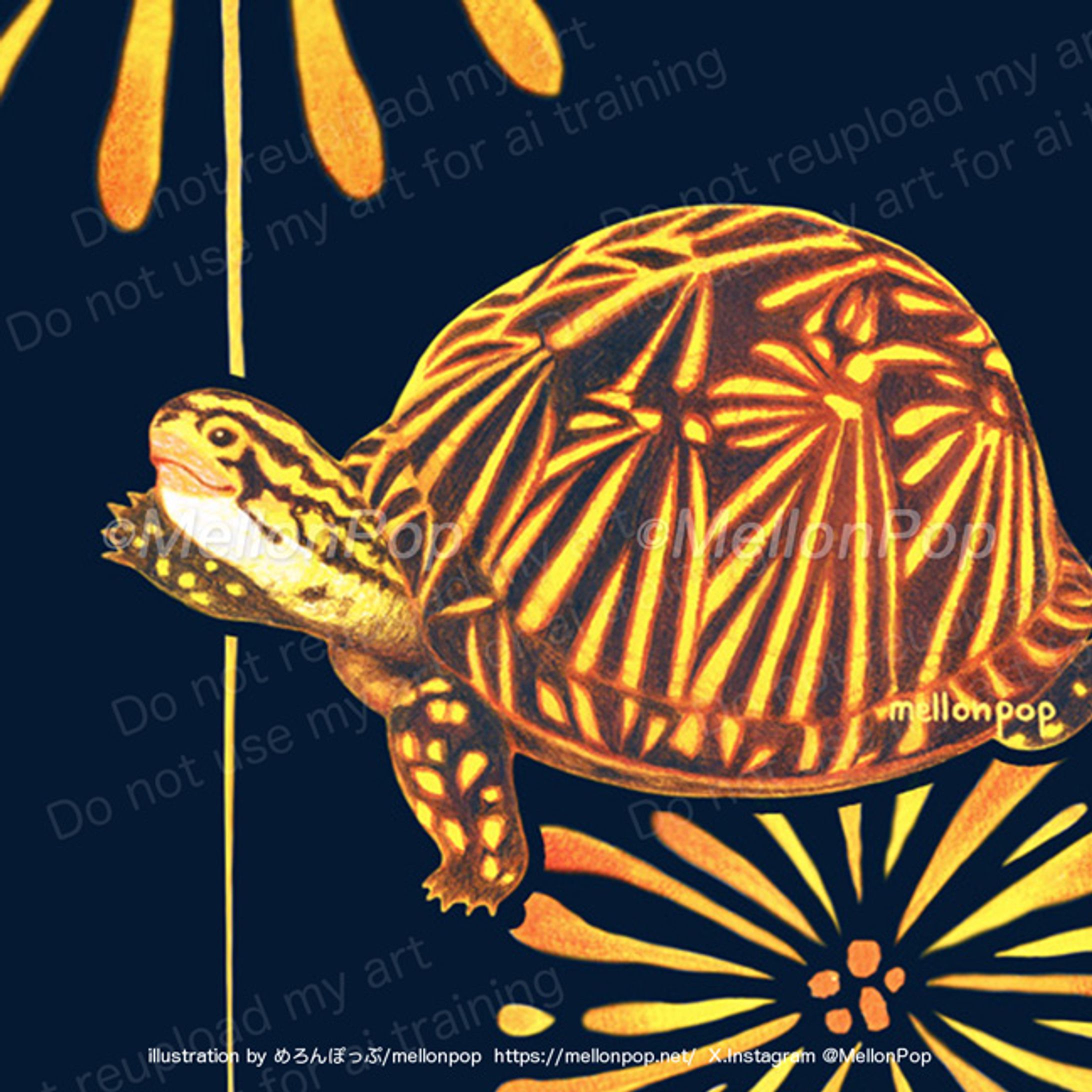 花火とフロリダハコガメ-1