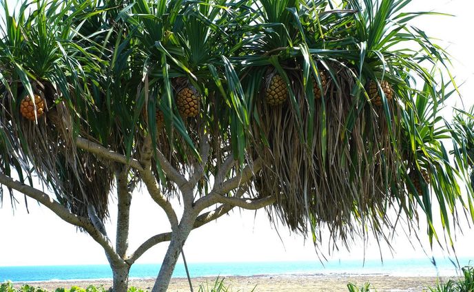 .
パイナップル🍍
なのか？🤔

普通にはなかなか見れない光景
その先に見えるブルーの海が
もう最高すぎて

￣￣￣￣￣￣￣￣￣￣￣￣￣￣￣￣￣
#xe4 
#fujifilmx_jp
#fujifilm_street
#life_with_xseries
#fujilovers
#fujifilm_jp 

#fujilove
#fujilovegear 
#fujilovers 
#fujixpassion 
#fujixlovers

#宮古島
#宮古島観光 
#宮古島旅行 
#富士フィルム
#福岡写真部 
#福岡写真好きな人と繋がりたい 
#富士フィルムxe4 
#富士フィルムのカメラ好きな人と繋がりたい

￣￣￣￣￣￣￣￣￣￣￣￣￣￣￣￣￣