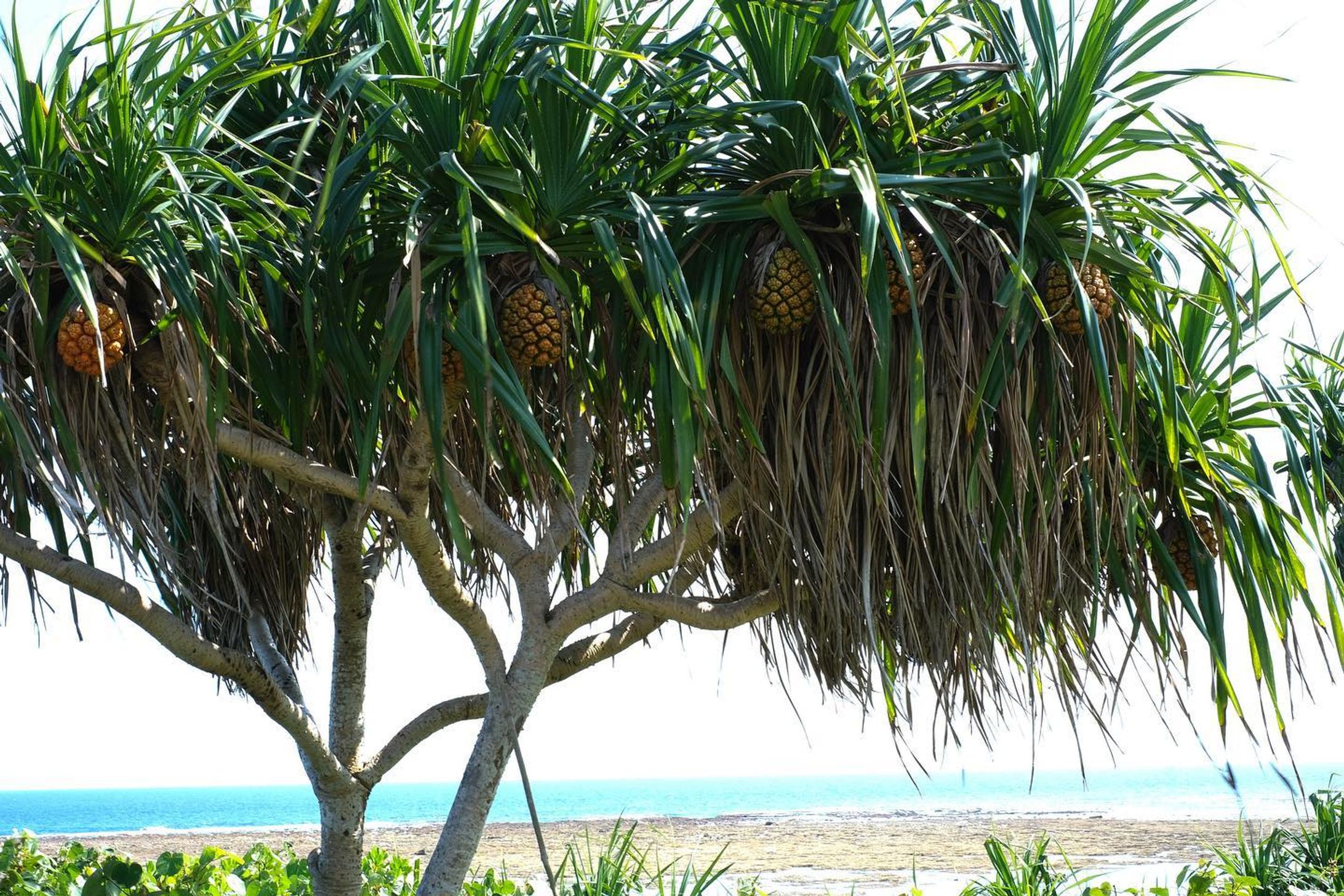 .
パイナップル🍍
なのか？🤔

普通にはなかなか見れない光景
その先に見えるブルーの海が
もう最高すぎて

￣￣￣￣￣￣￣￣￣￣￣￣￣￣￣￣￣
#xe4 
#fujifilmx_jp
#fujifilm_street
#life_with_xseries
#fujilovers
#fujifilm_jp 

#fujilove
#fujilovegear 
#fujilovers 
#fujixpassion 
#fujixlovers

#宮古島
#宮古島観光 
#宮古島旅行 
#富士フィルム
#福岡写真部 
#福岡写真好きな人と繋がりたい 
#富士フィルムxe4 
#富士フィルムのカメラ好きな人と繋がりたい

￣￣￣￣￣￣￣￣￣￣￣￣￣￣￣￣￣-1