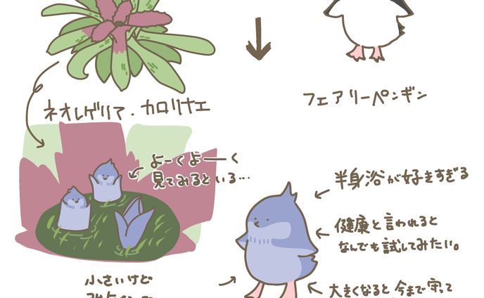 ネオレゲリアカロリナエ×フェアリーペンギン