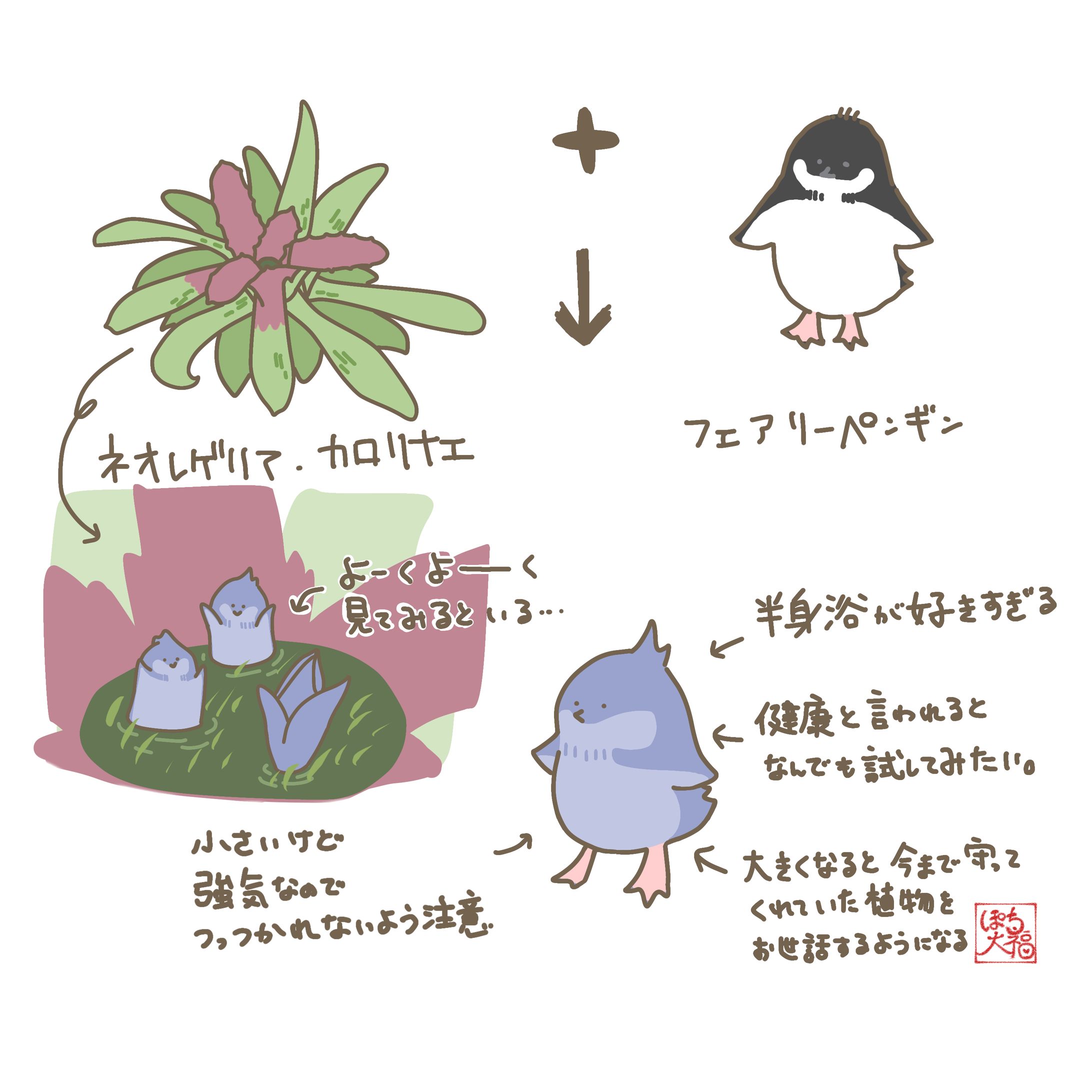 ネオレゲリアカロリナエ×フェアリーペンギン-1