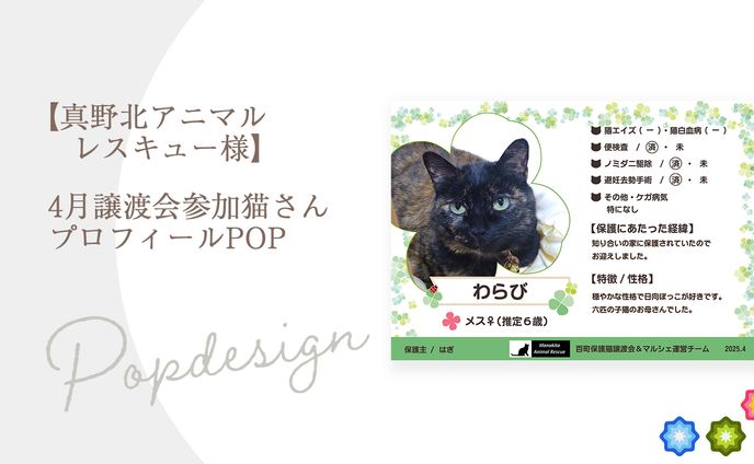 【真野北アニマル レスキュー様】4月譲渡会参加猫さん プロフィールPOP