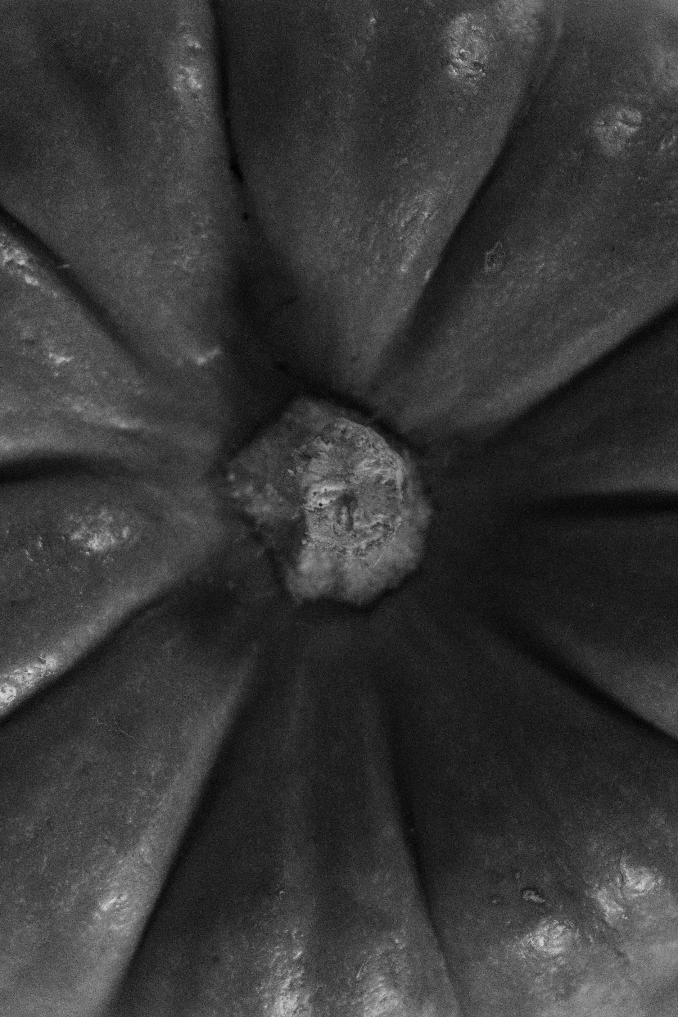 Shape Of Vegetable-1