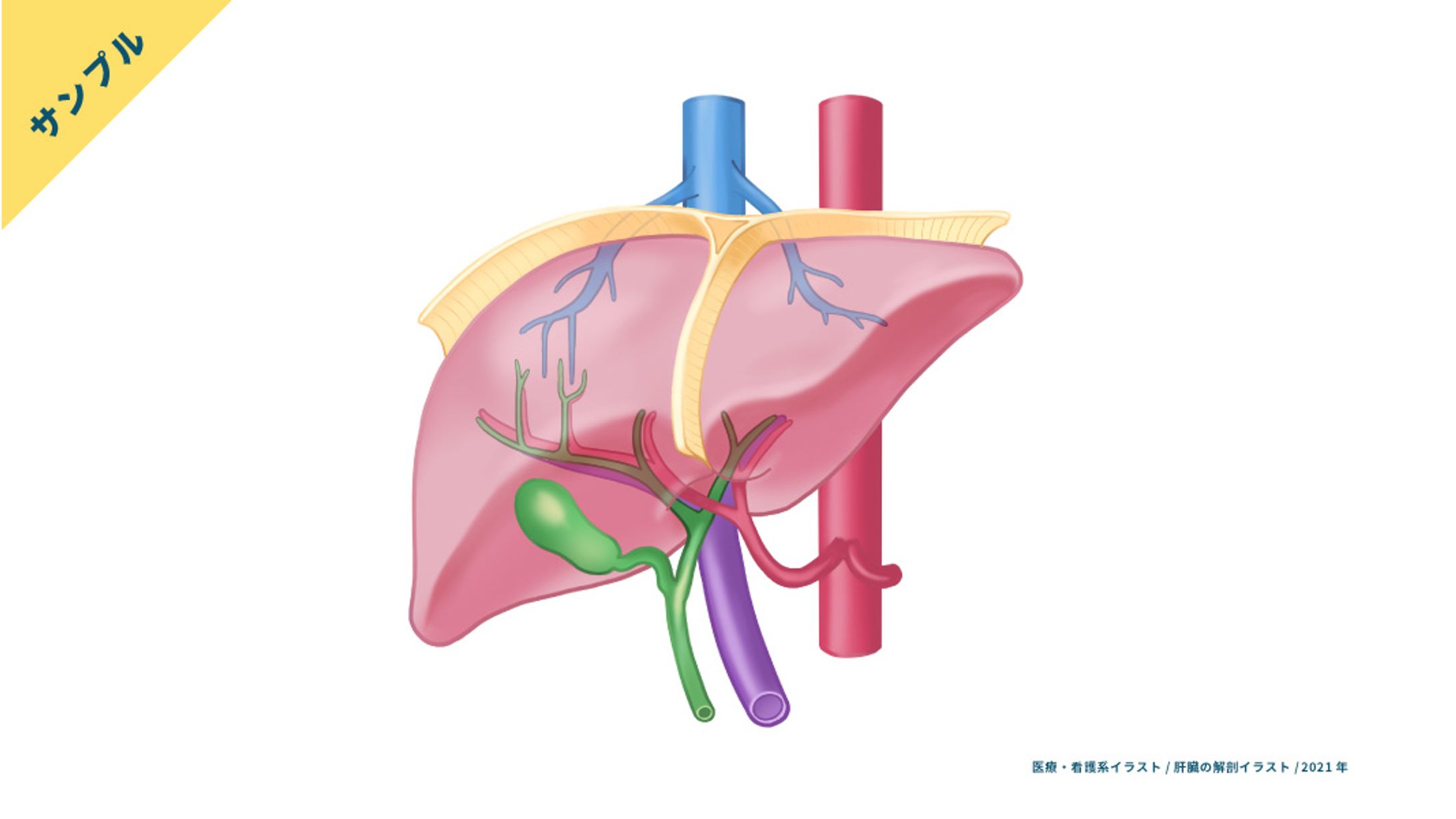 【サンプル】肝臓-1