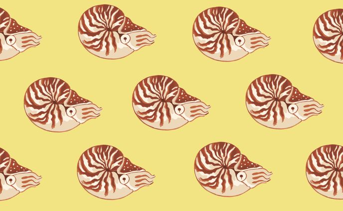 イラストレータ、海の生き物