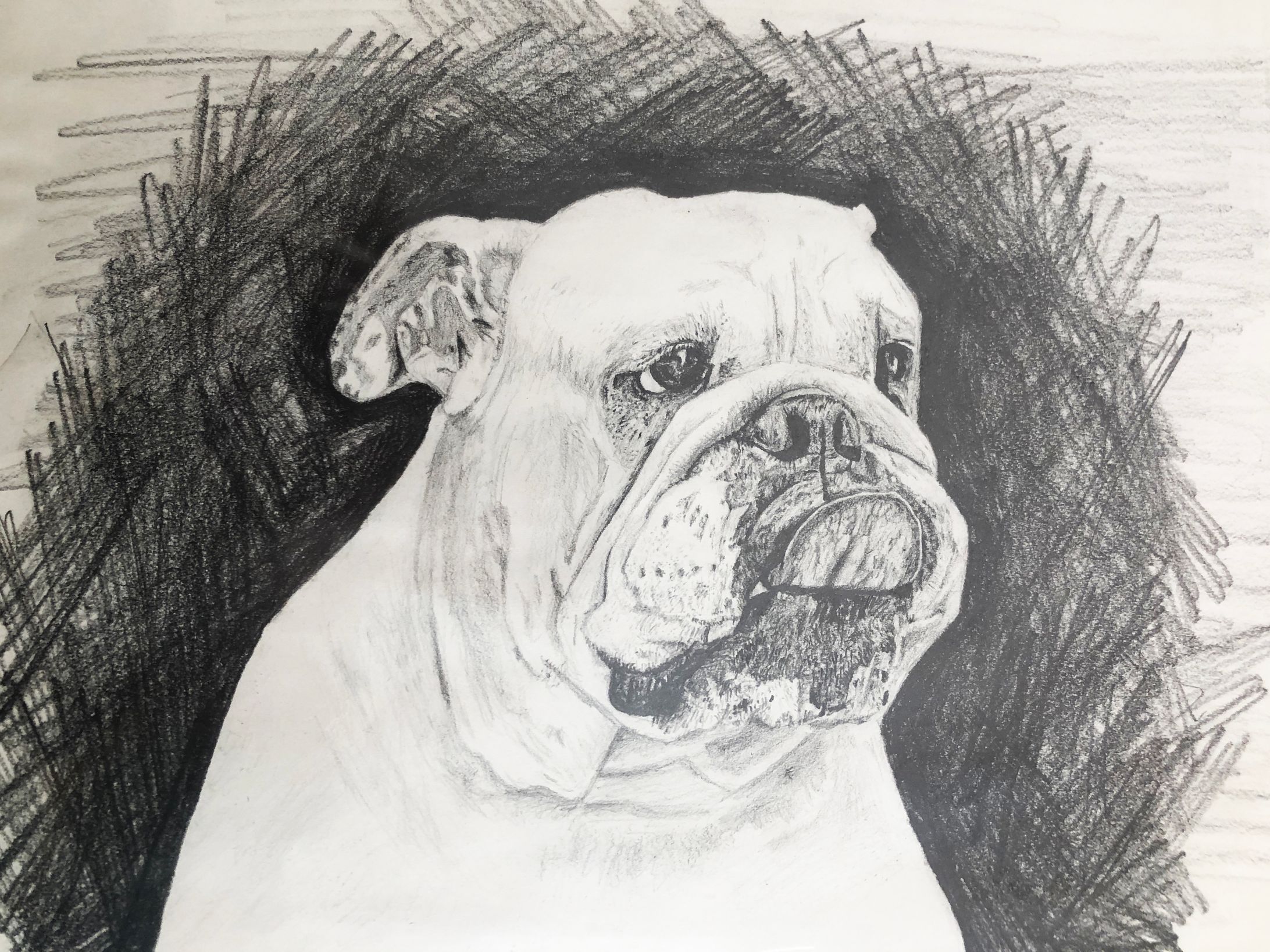 bulldog-1