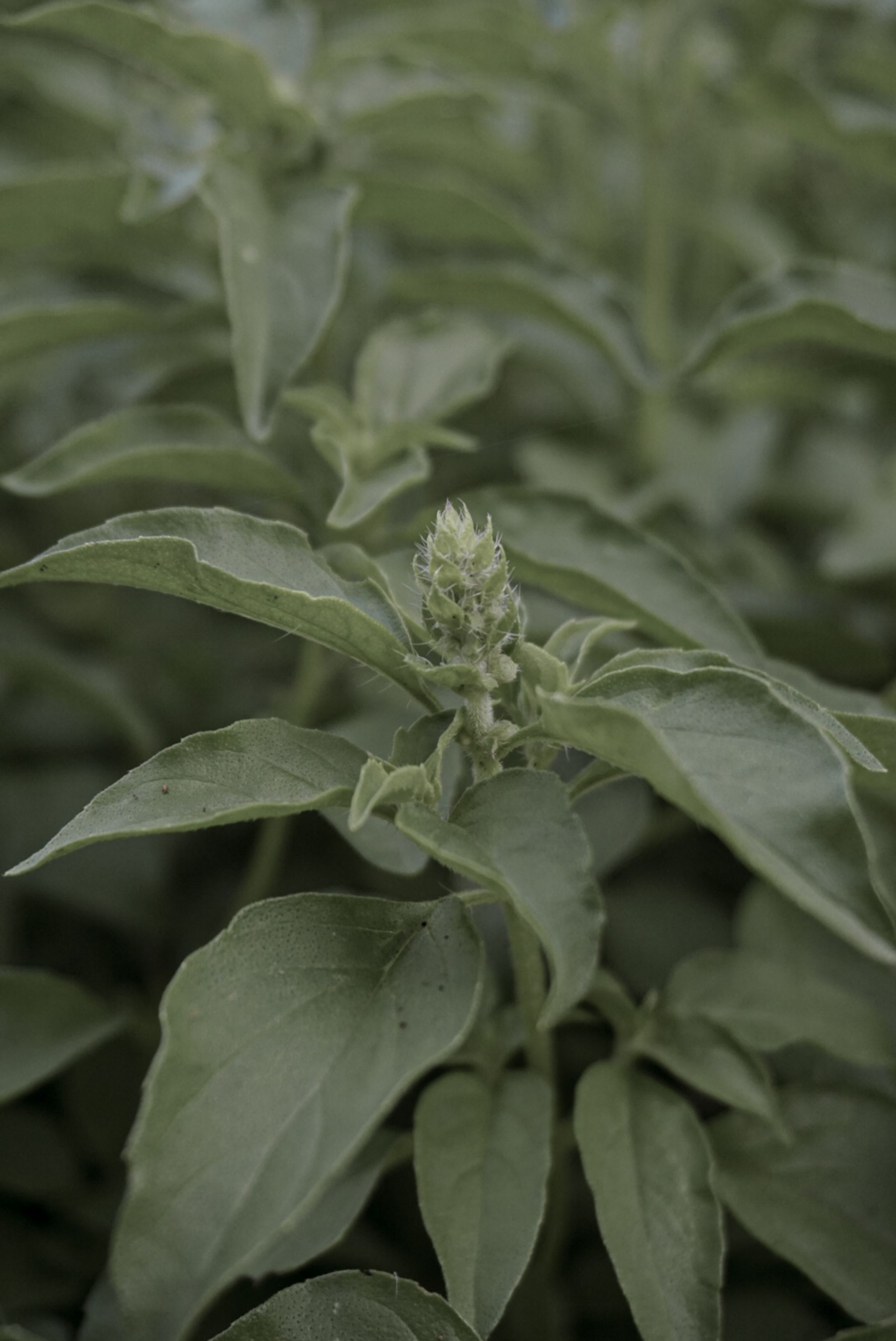 Photographer Plants-1