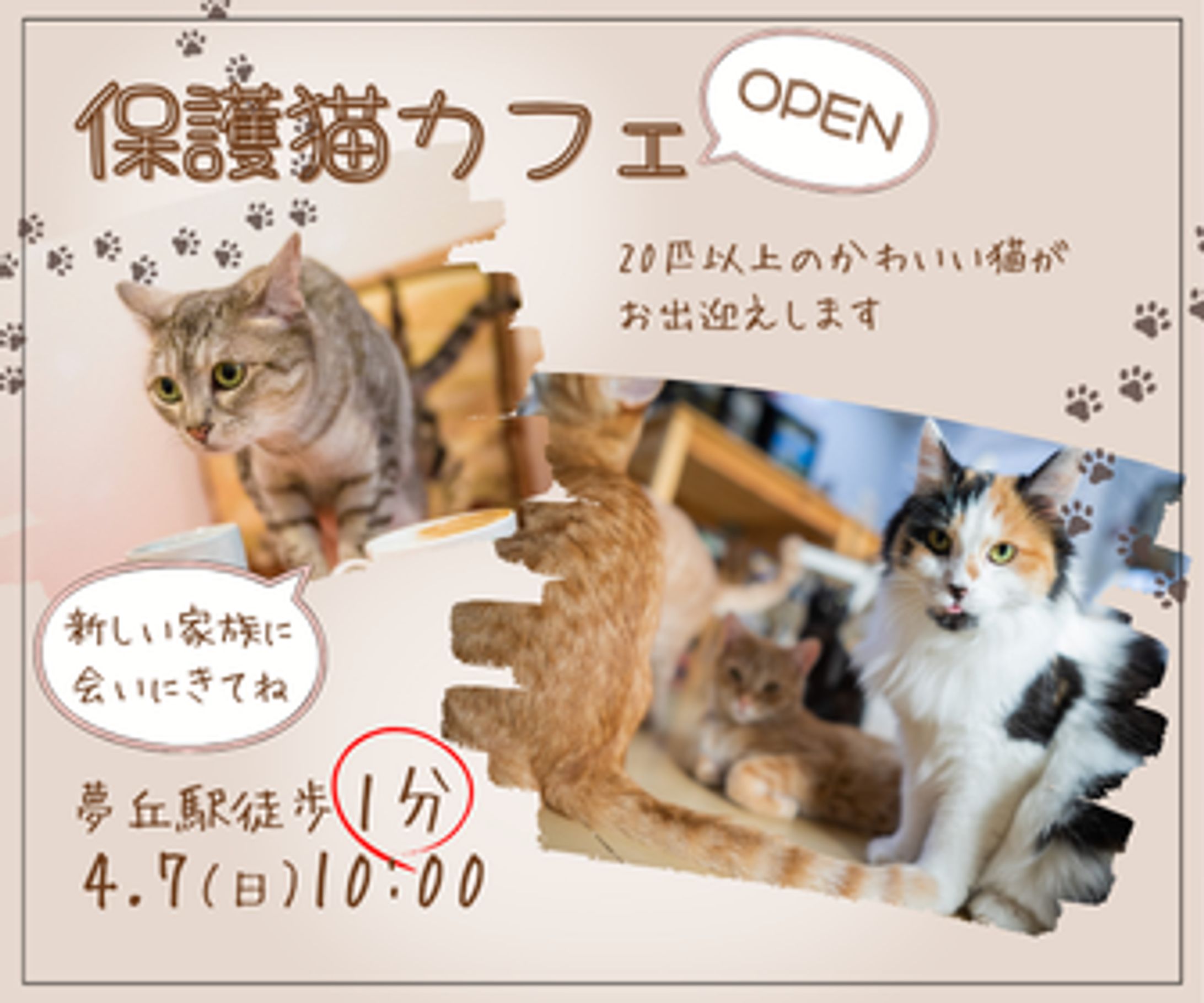 保護猫カフェ-1