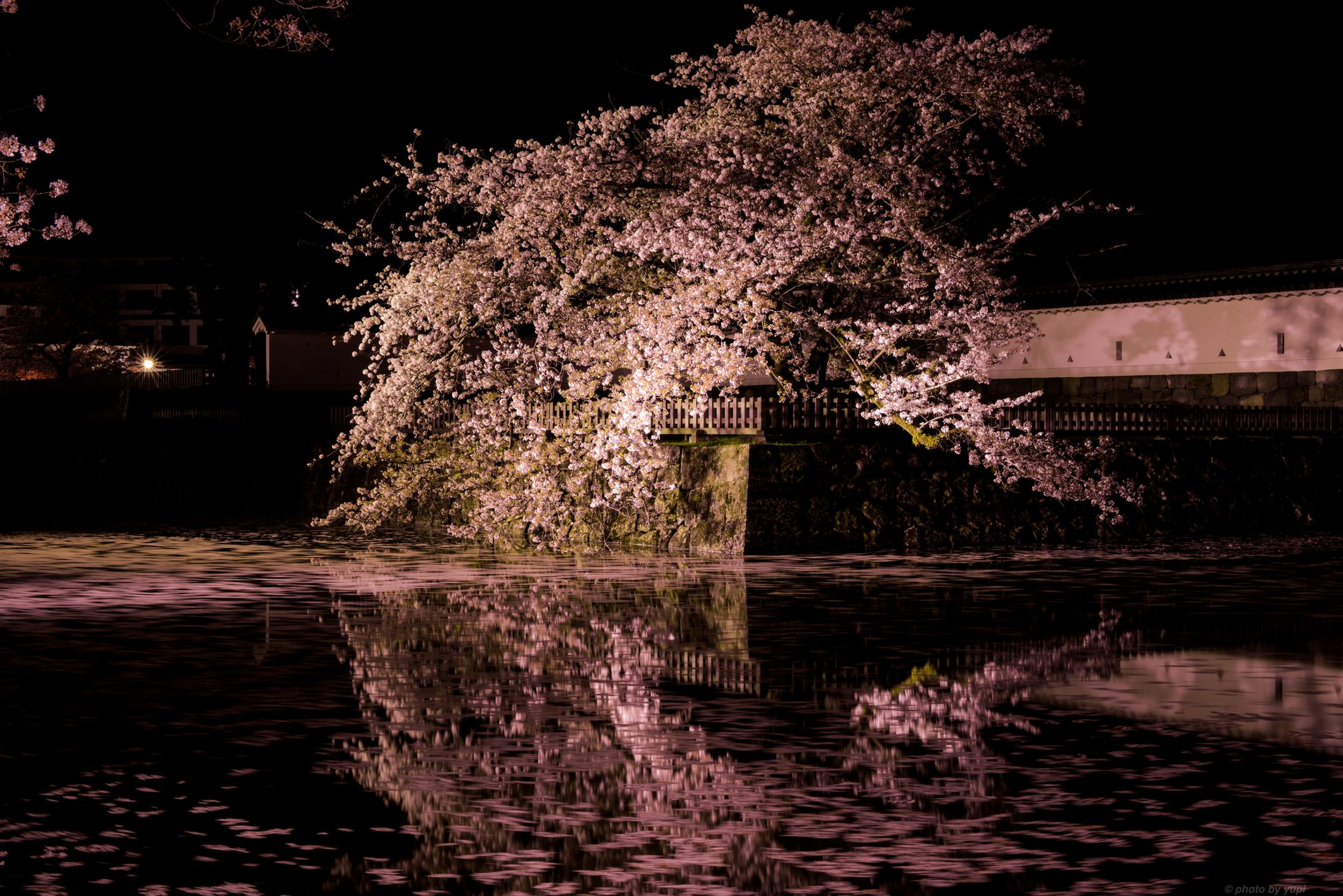 Sakura2017 - Odawara-1