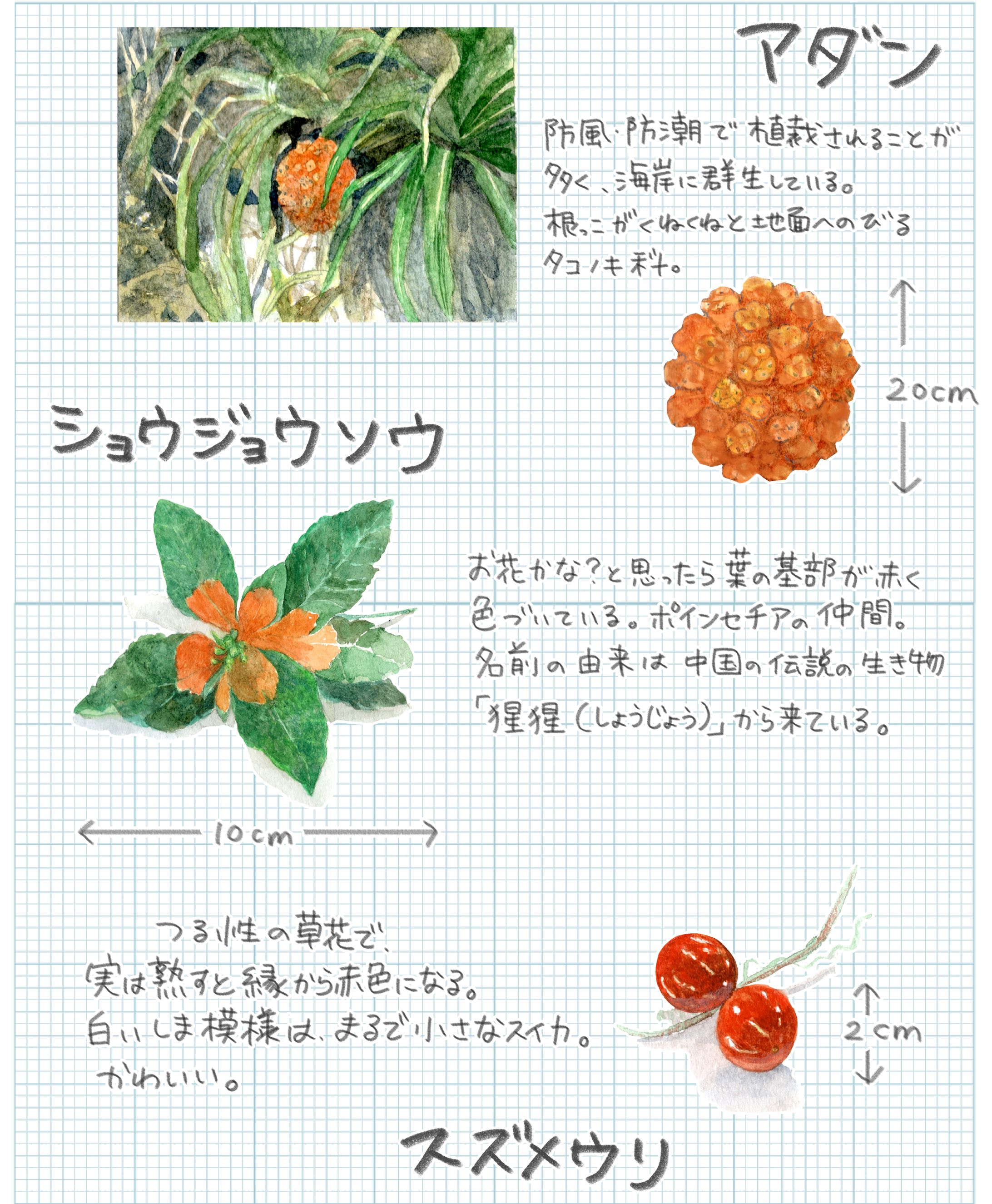 宮古島の植物-1
