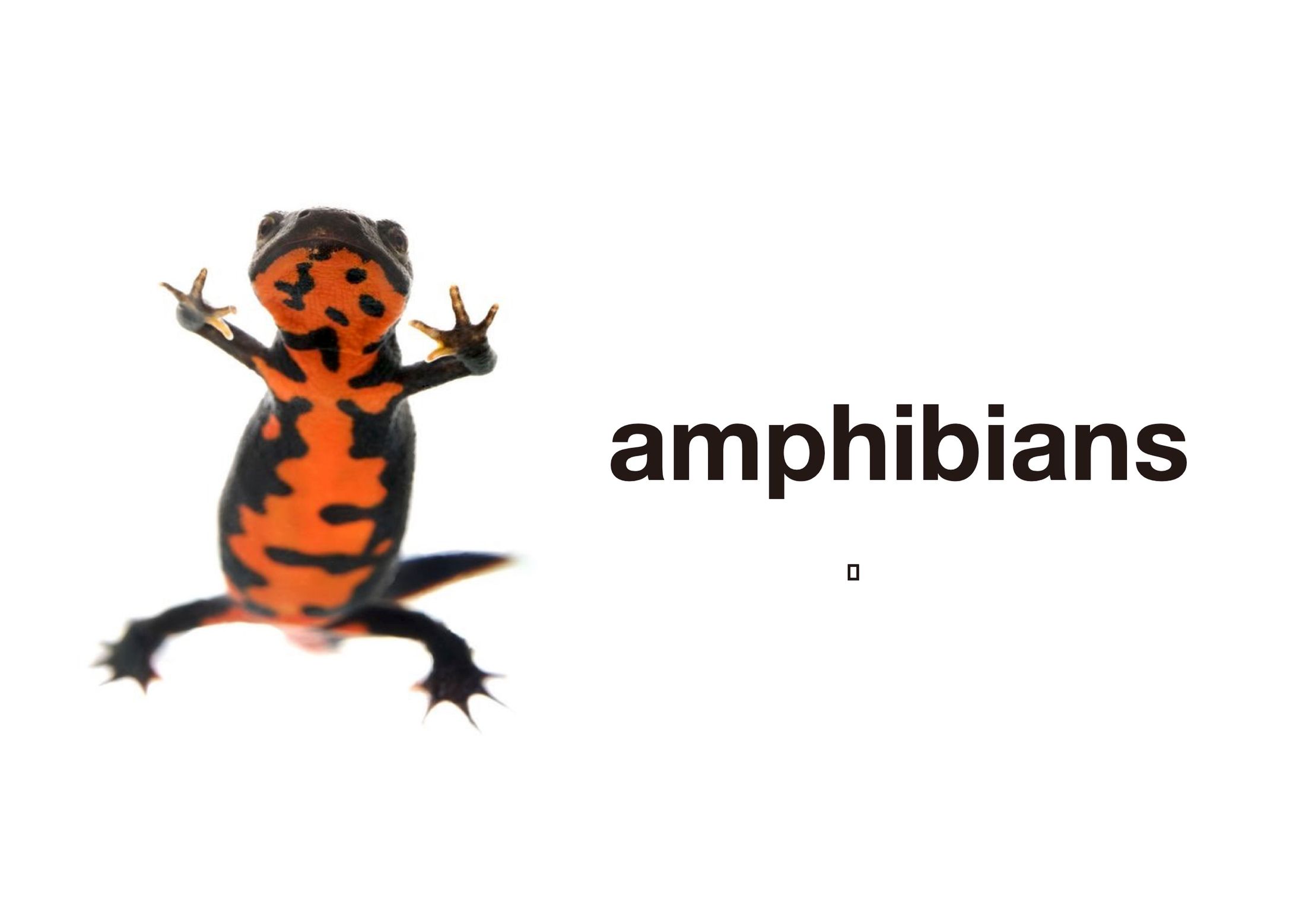 amphibians concept-1