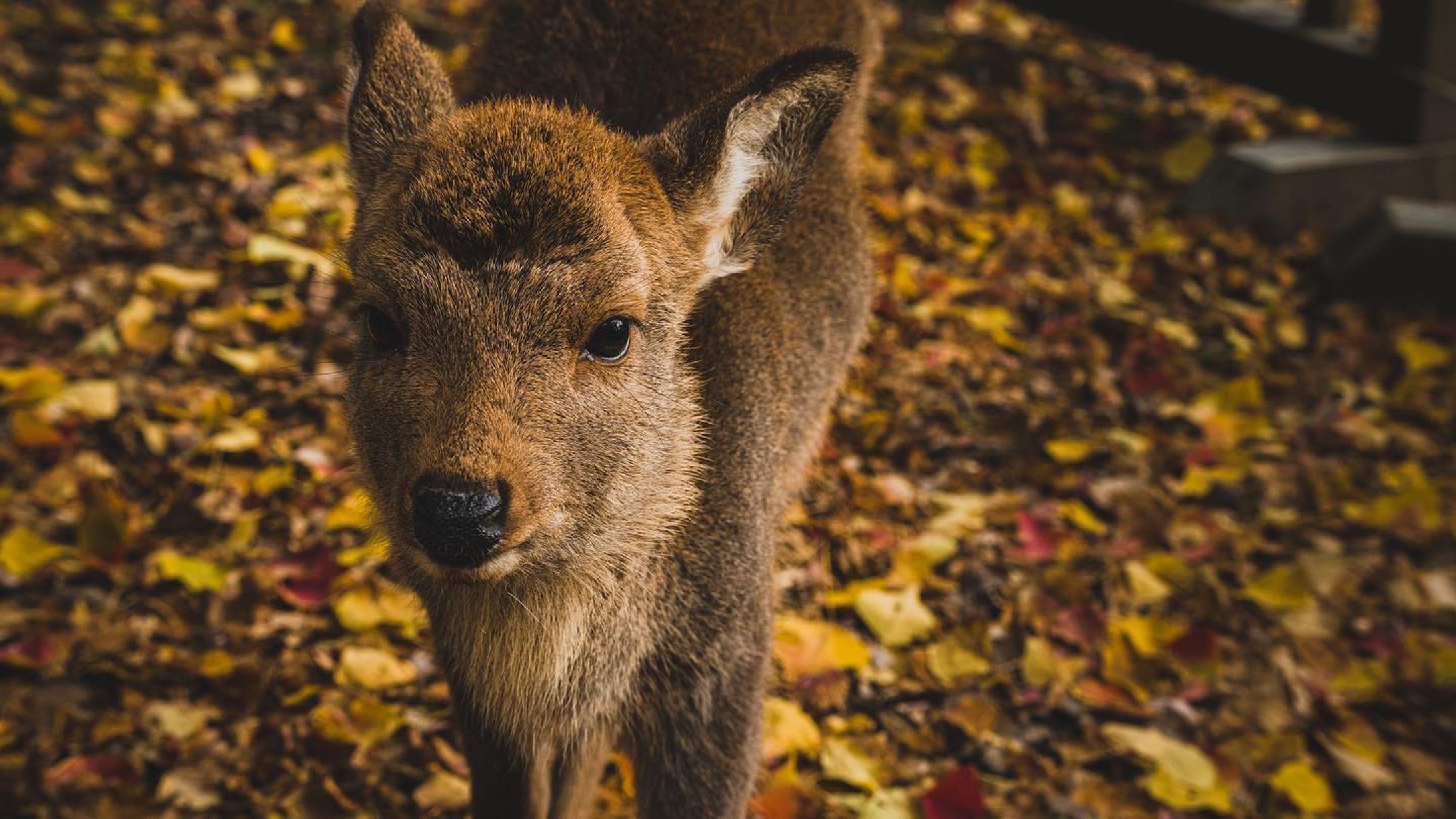 幼さが残った鹿さん。
カメラに興味津々でずっとカメラ目線。

.
.
.
#α7ⅲ  #写真好きな人と繋がりたい
#写真撮ってる人と繋がりたい　#カメラ好きな人と繋がりたい
#ファインダー越しの私の世界　#キリトリセカイ
#ダレカニミセタイケシキ　#tokyocameraclub
#IGersJP #ig_japan #team_jp_ #Lovers_Nippon
#art_of_japan_ #bestjapanpics 
#ig_phos #love_bestjapan #鹿 #紅葉-1