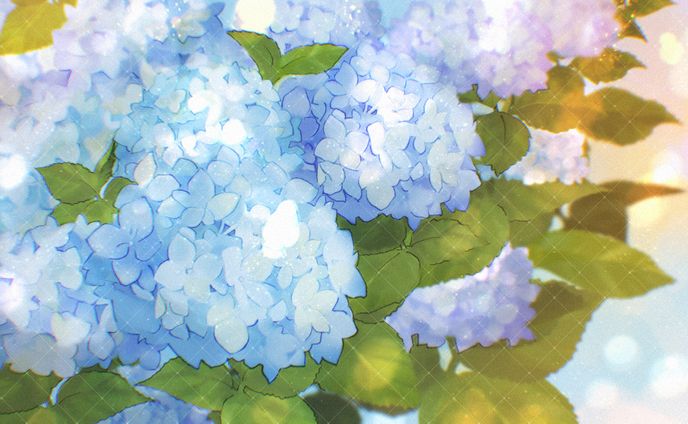 紫陽花