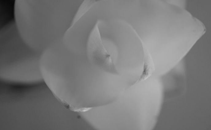 close-up