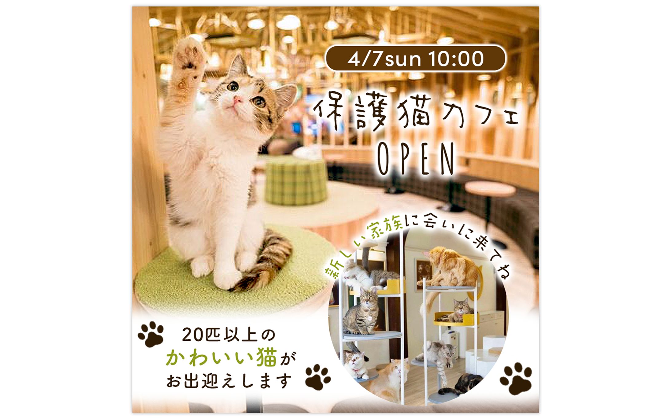 保護猫カフェのオープン告知-1