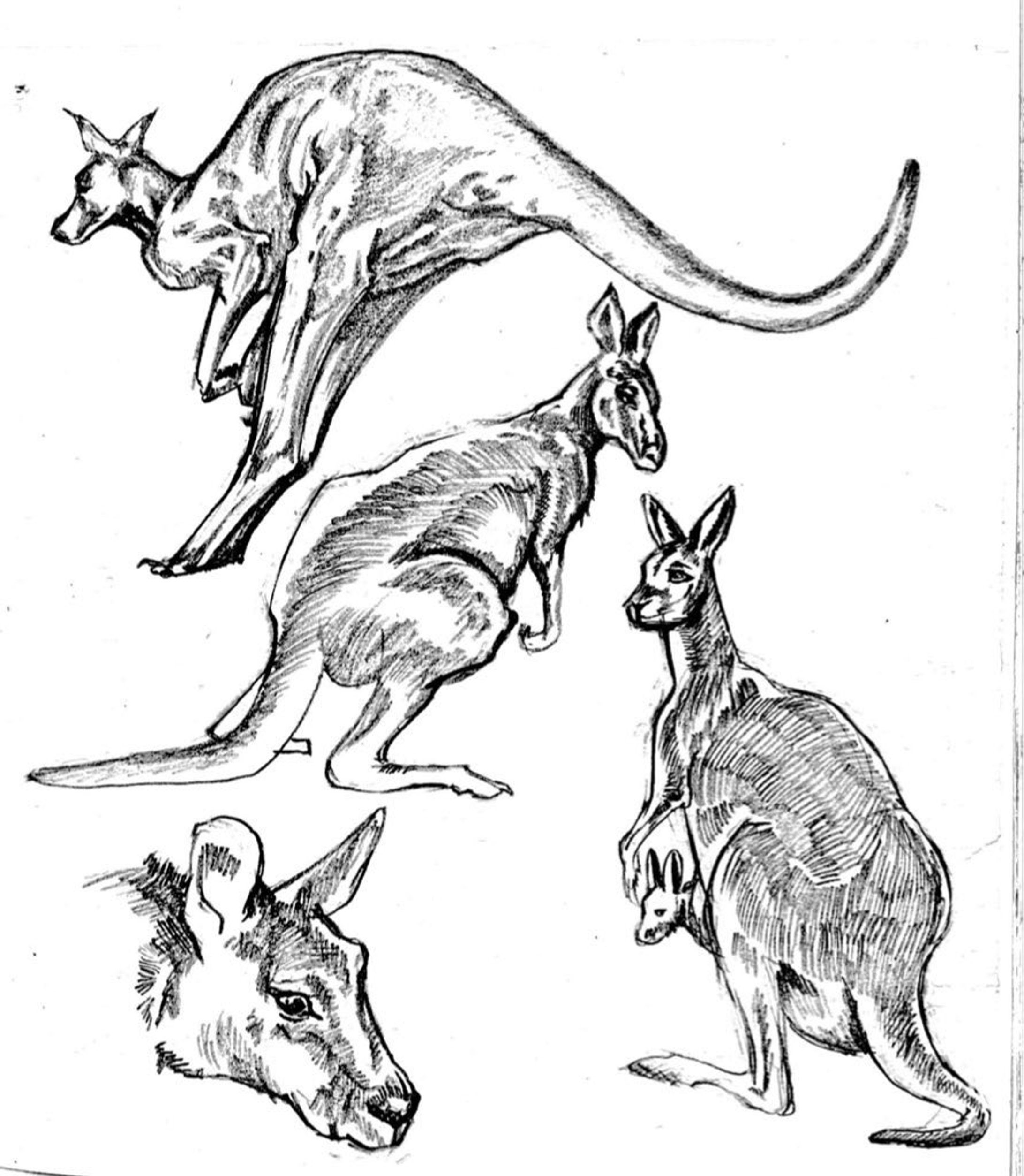 動物イラスト-1