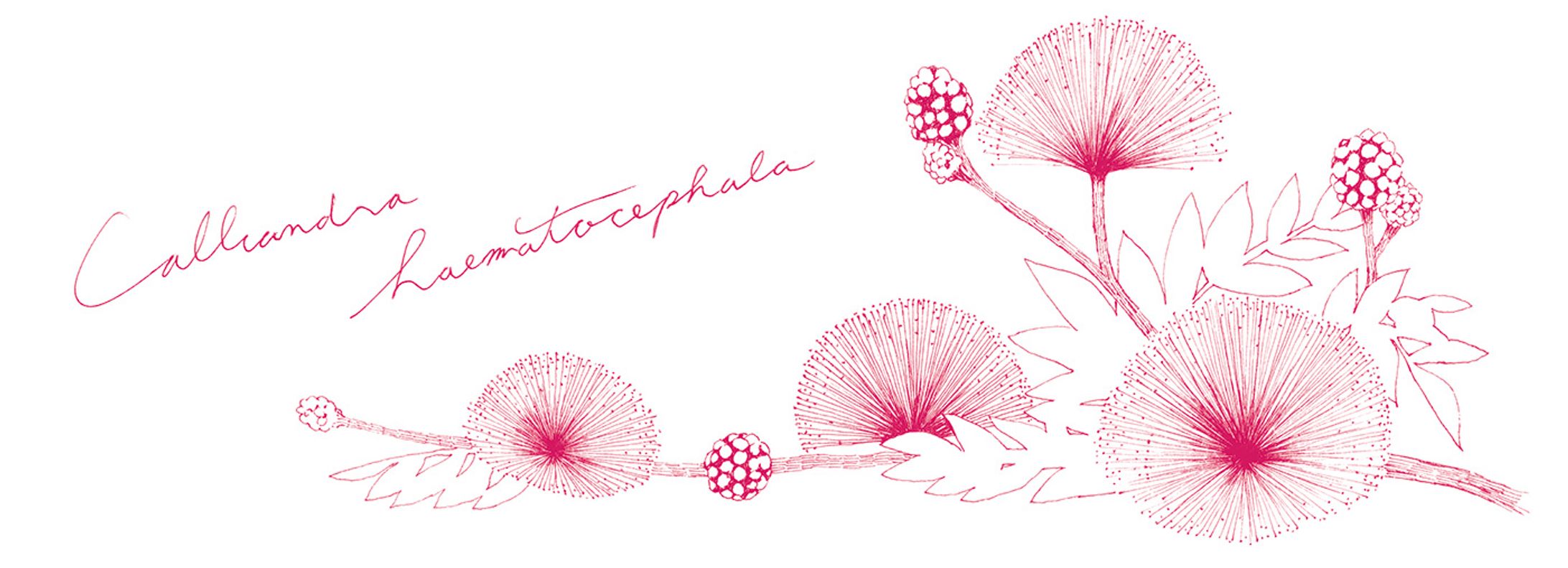 咲くやこの花館 マグカップ-1