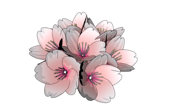 サクラの花