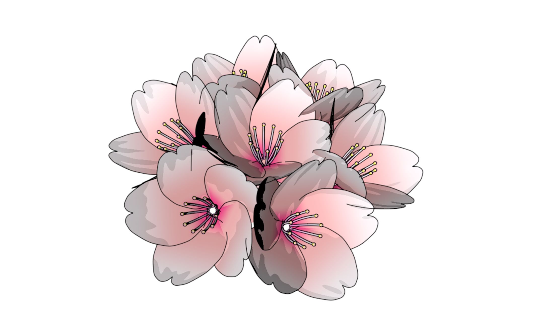 サクラの花-1