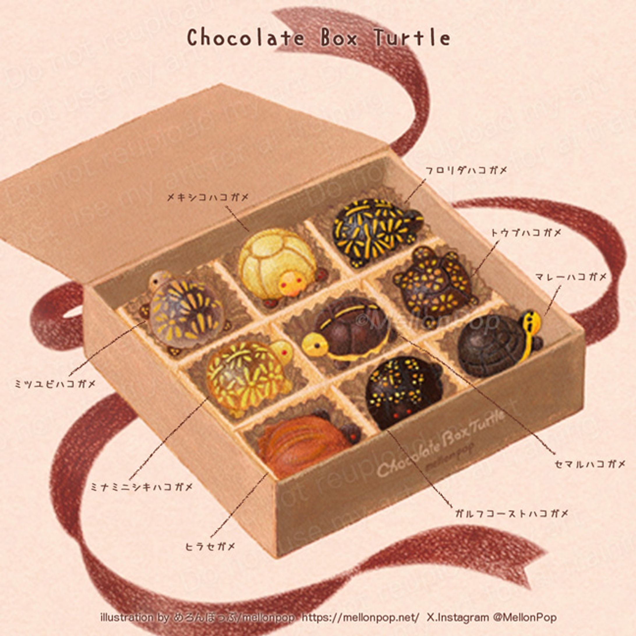 「Chocolate Box Turtle」-1
