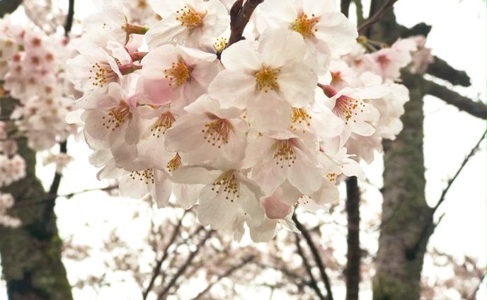 桜の写真レタッチ
