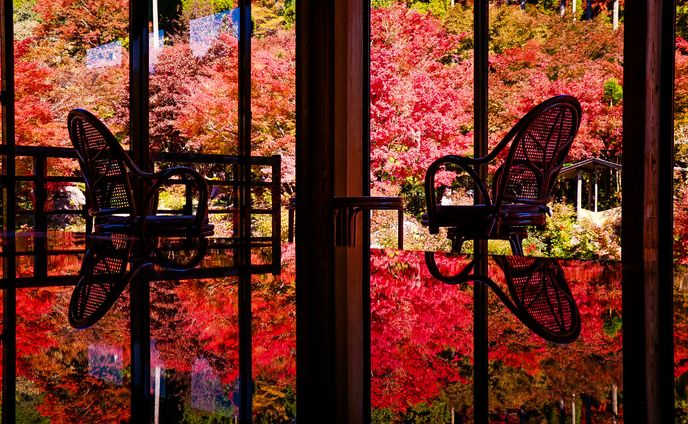 視界一面に咲く紅葉