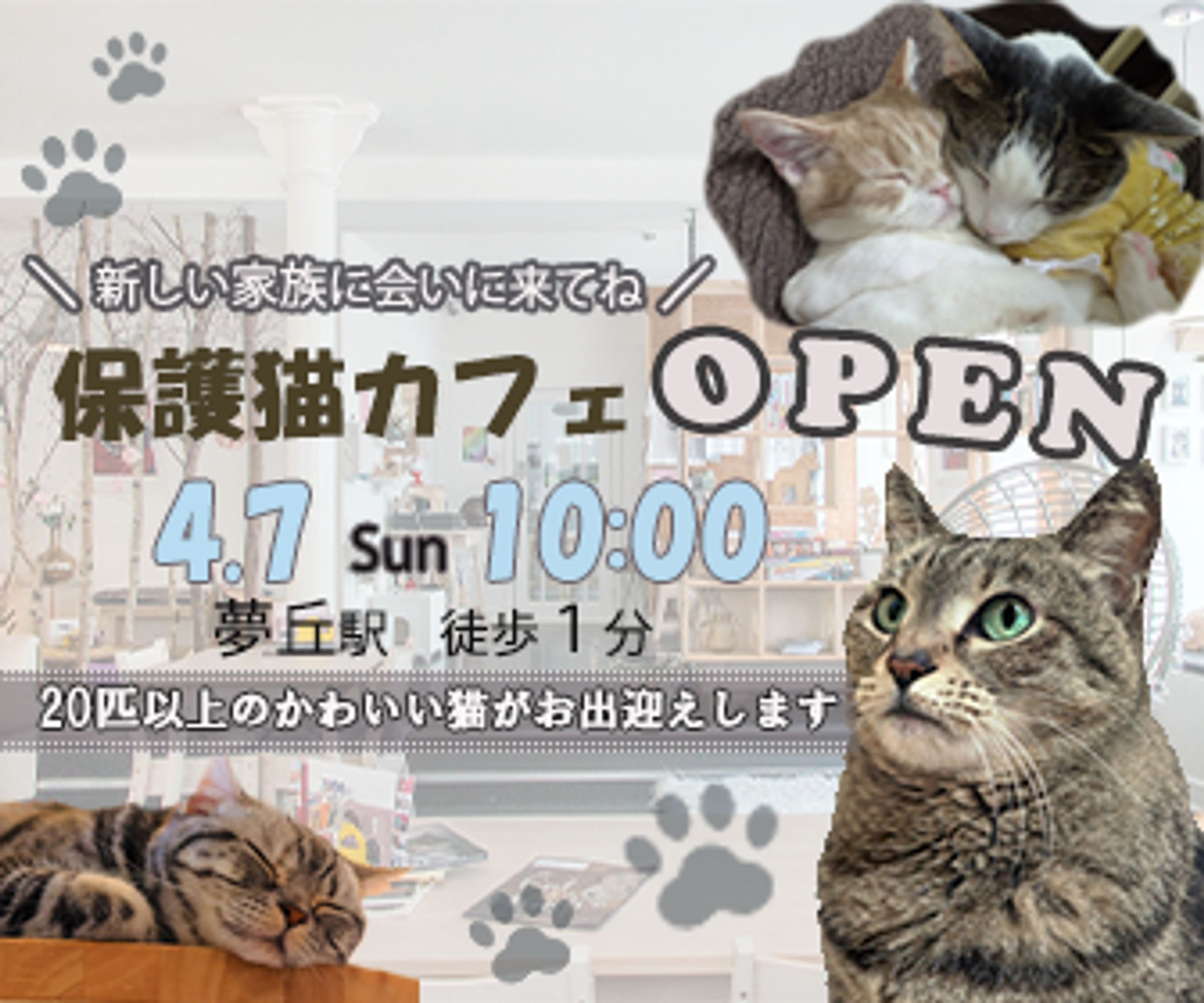 架空　保護猫カフェバナー-1