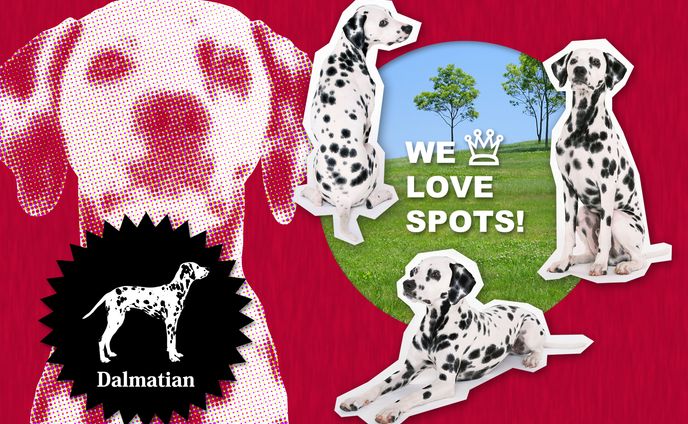 【架空】SPOTS!ダルメシアン ポスカード