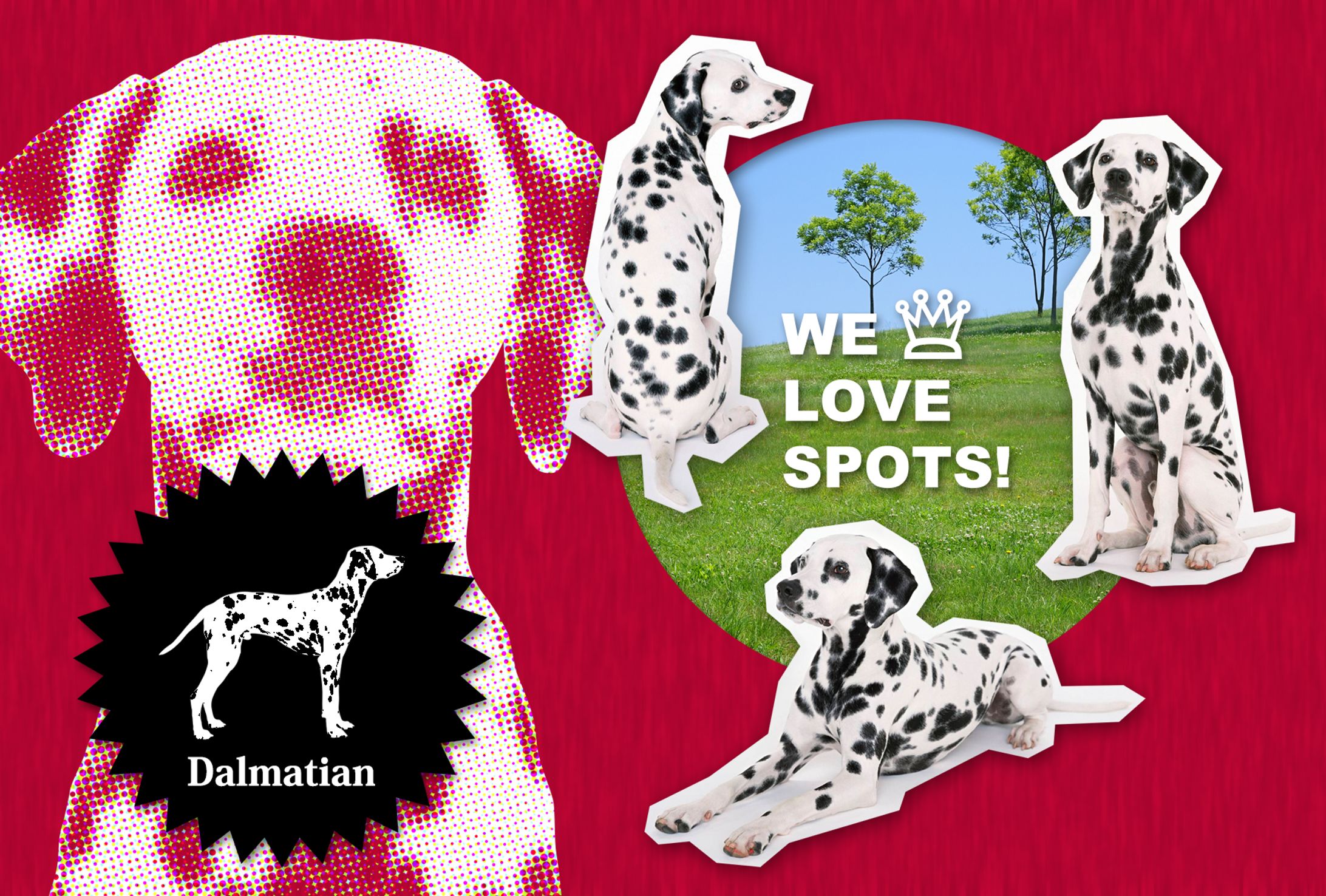 【架空】SPOTS!ダルメシアン ポスカード-1