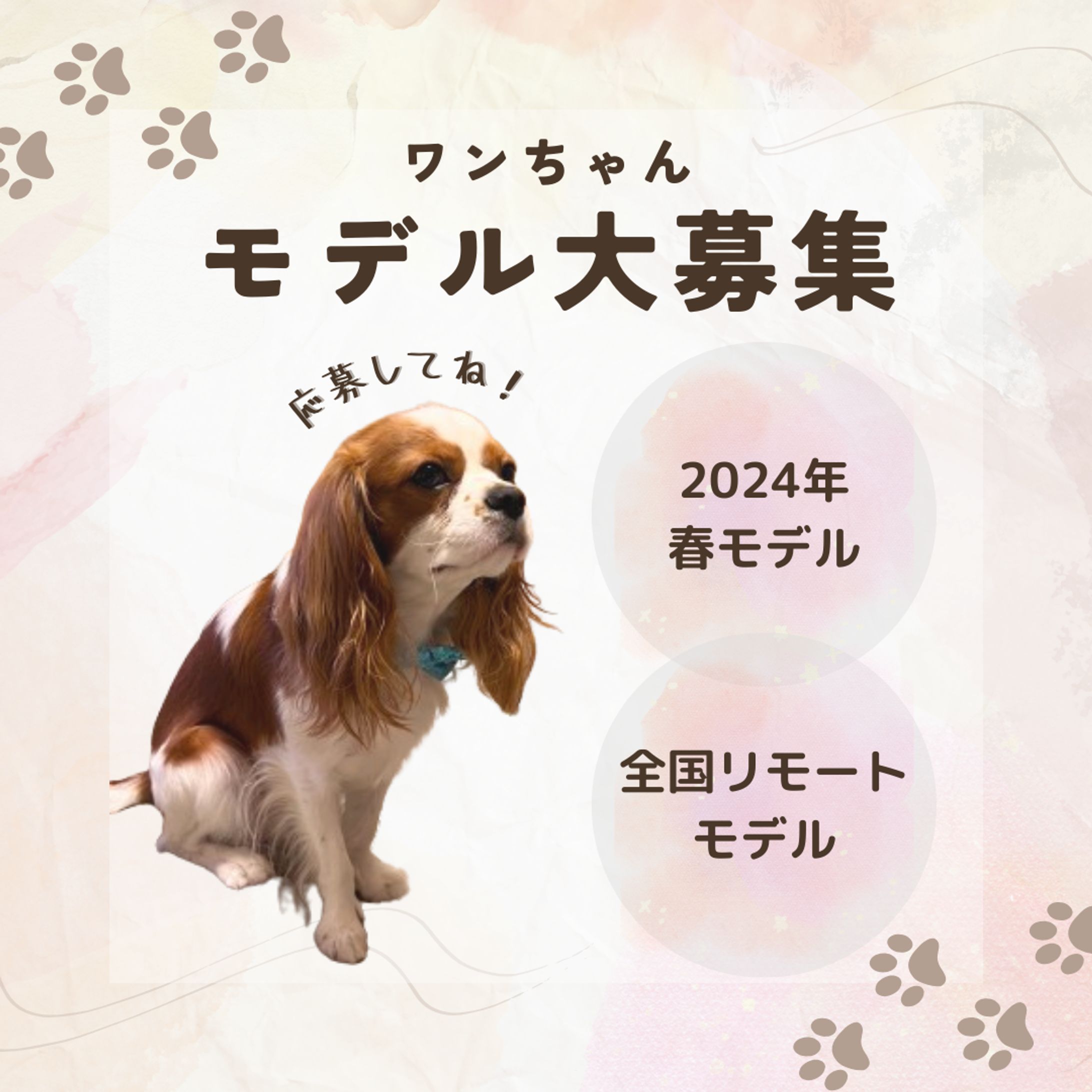 【Instagram】モデル犬募集投稿-1