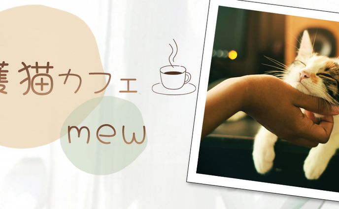【Xヘッダー】保護猫カフェ