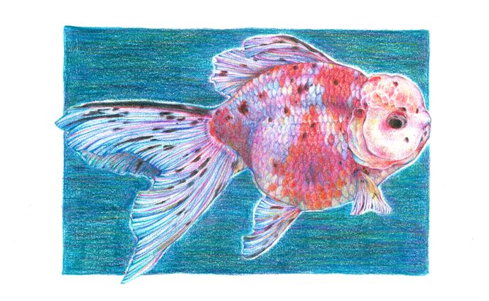 金魚