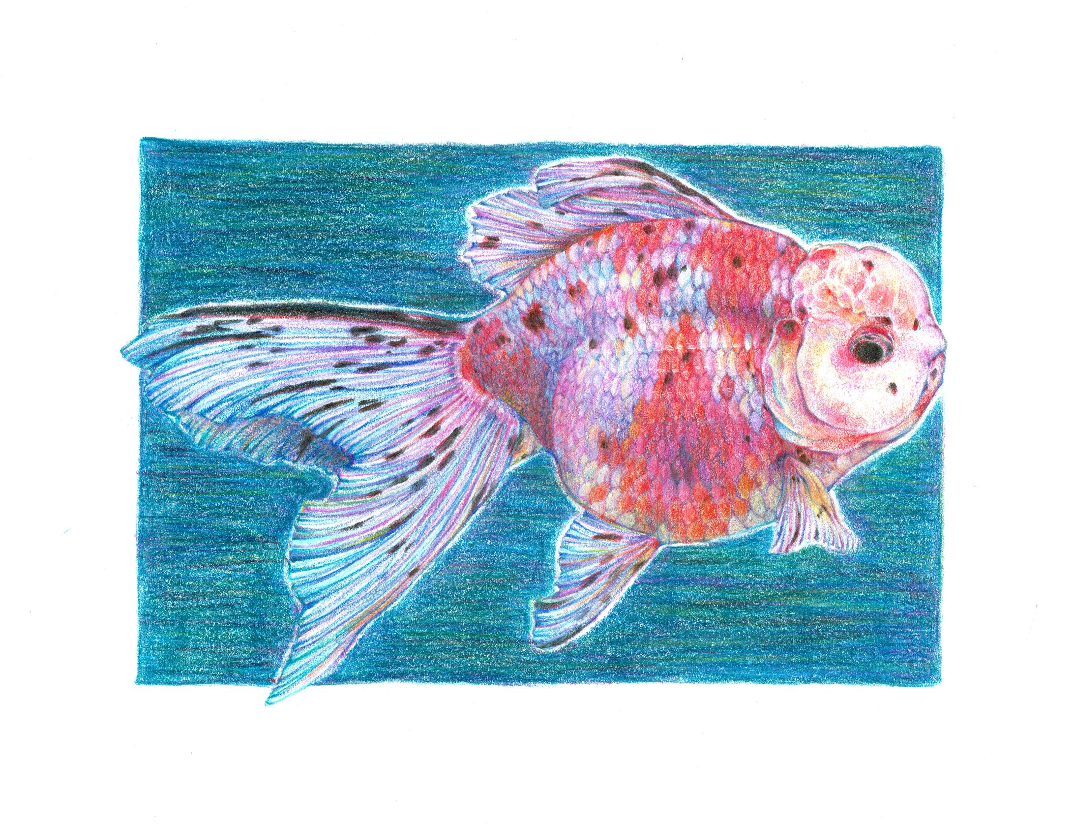 金魚-1