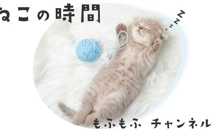 動物系、自主制作