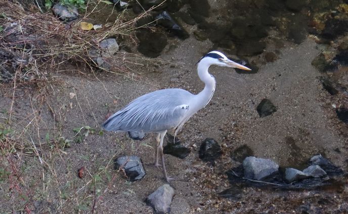 2023.11.23 山崎川