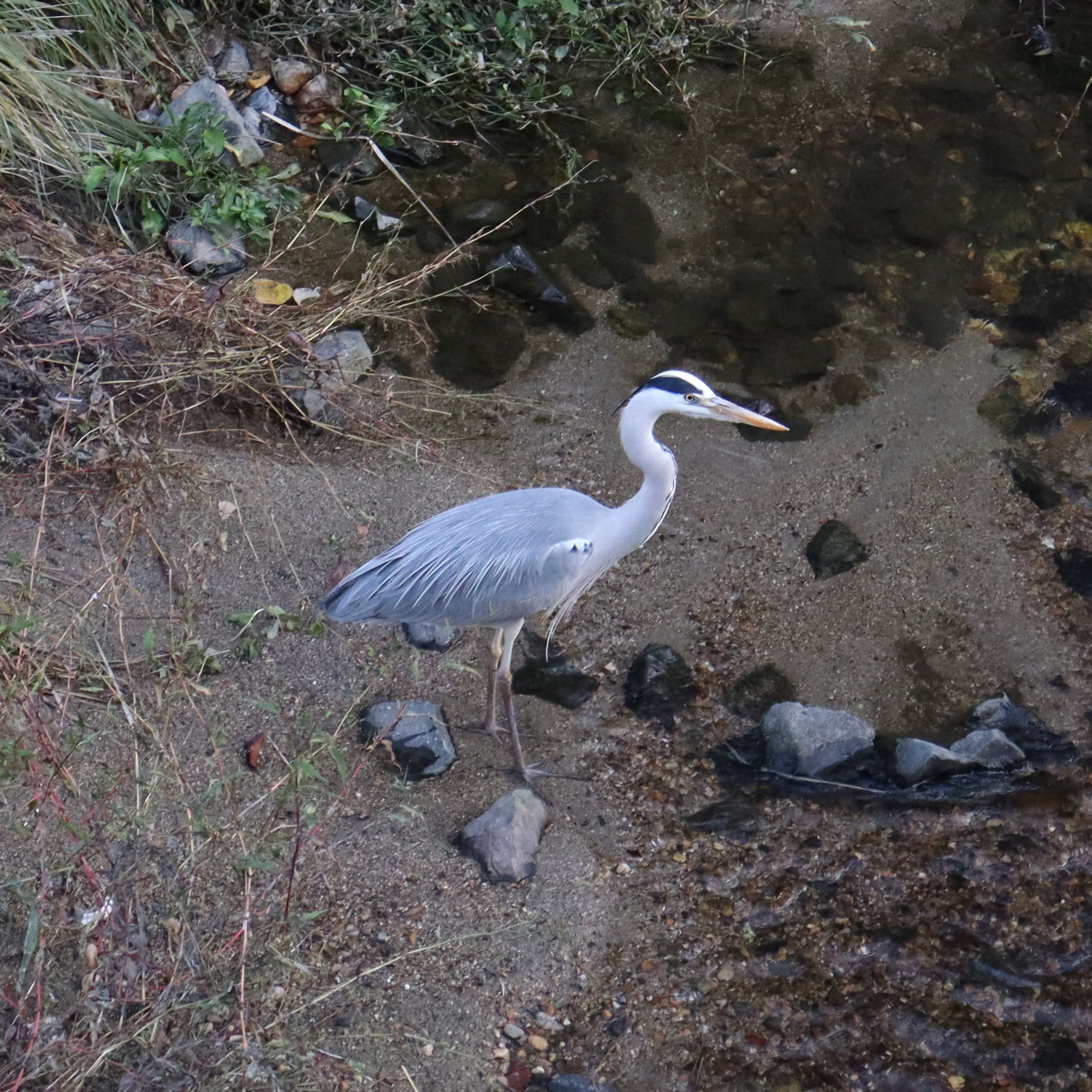 2023.11.23 山崎川-1
