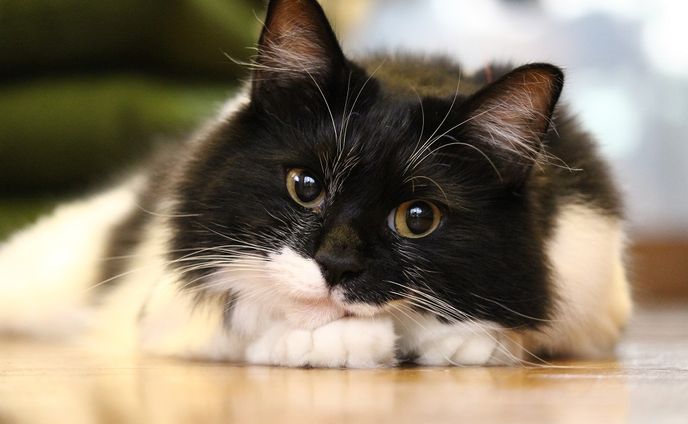 【直撃！】7匹のネコと暮らす、バラ色ならぬ「ネコ色」のOL部屋とは？