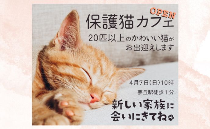 バナー　保護猫カフェ　お題サイトより