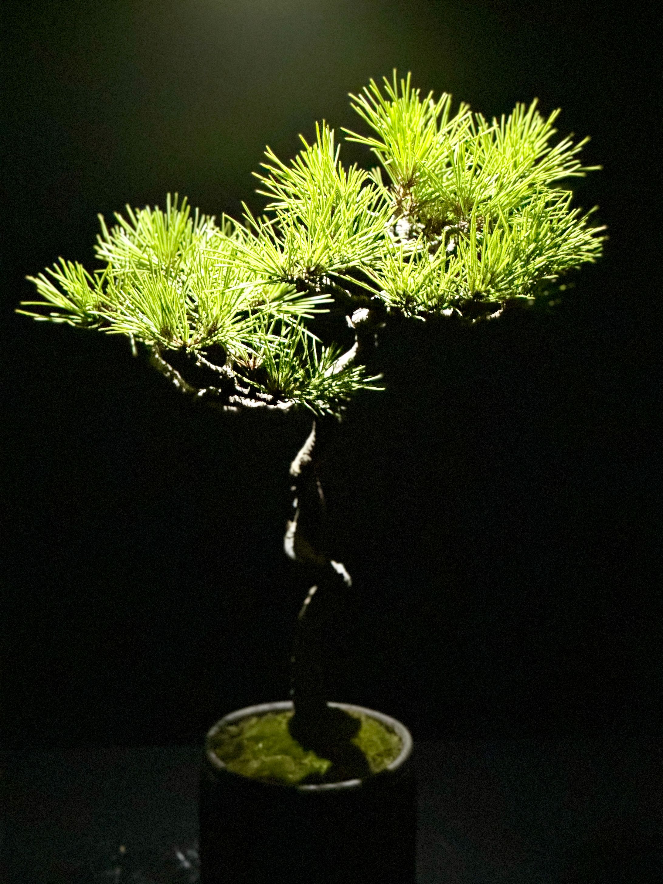 アートアクアリウム銀座-1