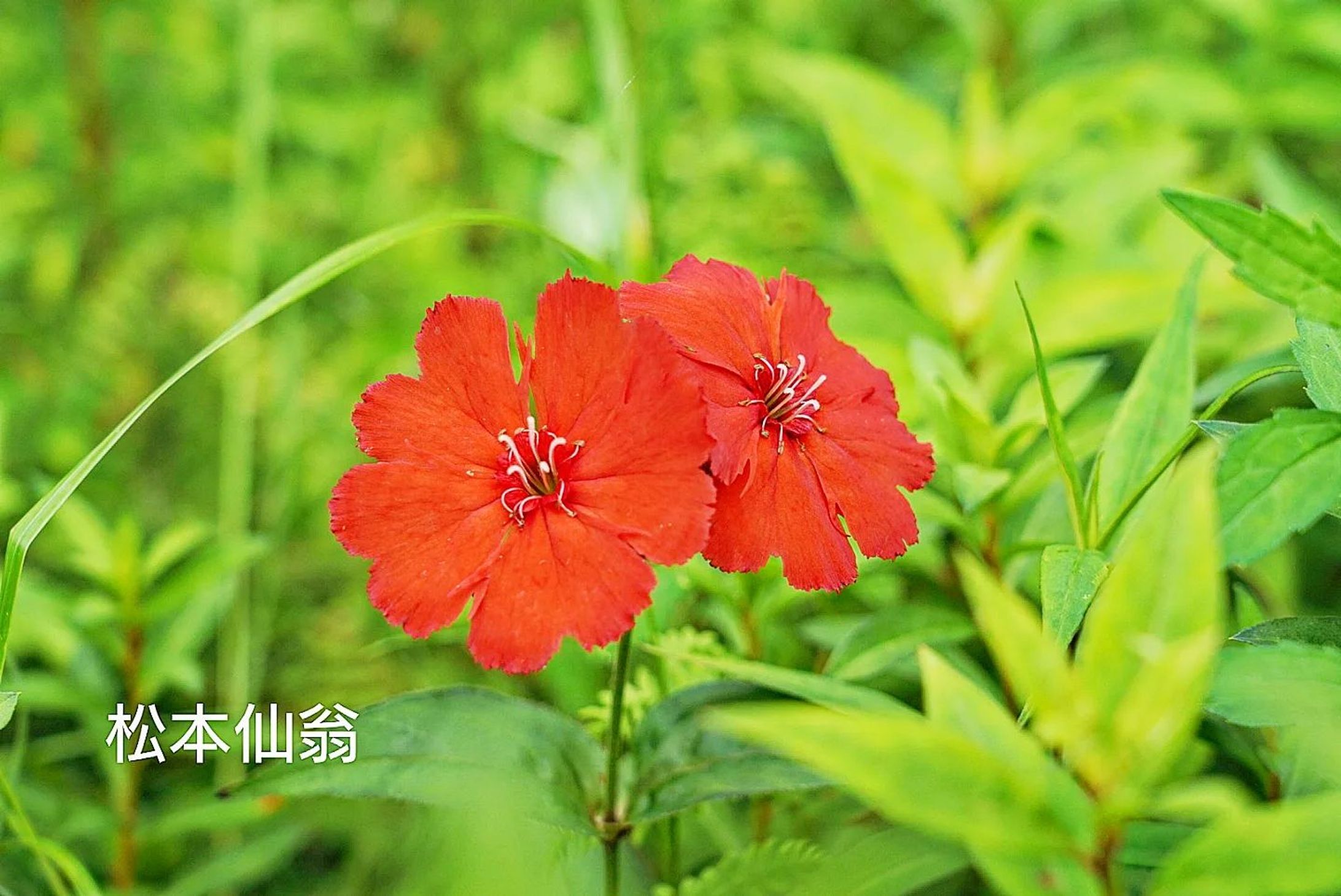 松本仙翁　matsumoto sennou
Lychnis sieboldii Van Houtte 
2023.June

#team_jp_flower
#flowerpic #flowermagic #flowerpassion #flowerpower #flowerbeauty #gardenflowers #flowerphotography #flowerphoto #flowerlife #flowerlove #flowerloversdaily #flowerlovers #naturephotography #naturepic #nature_perfection #nature_obsession #nature_brilliance #natureshots #kokohana
#flowers_super_pics #flowers_nirvana #山野草 #flower_daily #flower_shotz #flower_igers #flower_perfection
#nb_nature_brilliance
#花フレンド-1