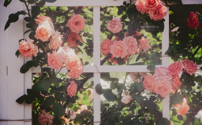 Spring Roses in 2024